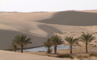 OVERLAND TO CAIRO (GAZA-SINAI-EGYPT 1982)