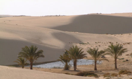 OVERLAND TO CAIRO (GAZA-SINAI-EGYPT 1982)