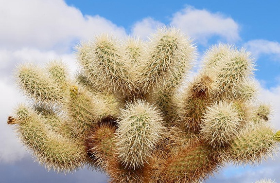 THE CHOLLA (PLACERVILLE 1969)